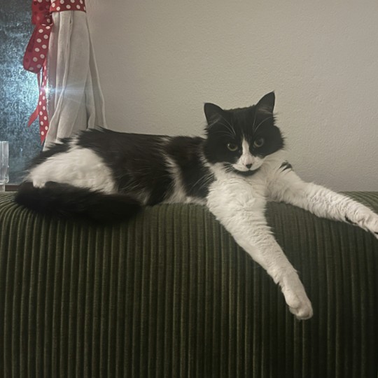 Maggie DSH lost 24 Nov